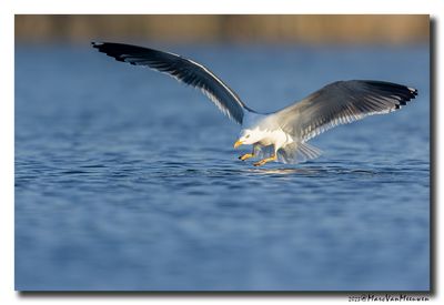 Kleine Mantelmeeuw - Lesser Black-backed Gull