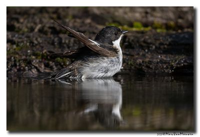 Bonte Vliegenvanger - Pied Flycatcher