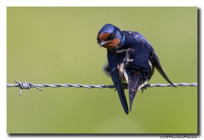 Boerenzwaluw - Barn Swallow