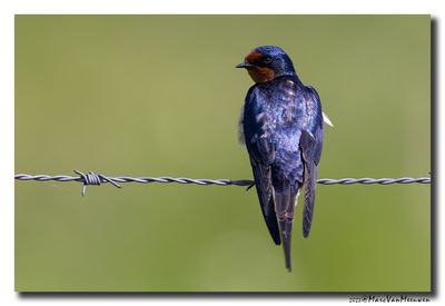 Boerenzwaluw - Barn Swallow