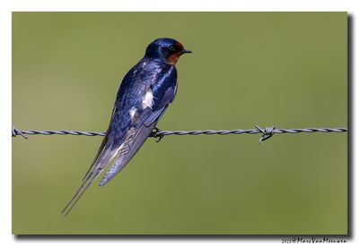 Boerenzwaluw - Barn Swallow