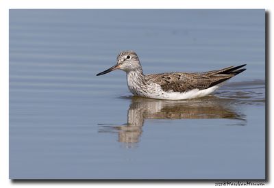 Groenpootruiter - Greenshank
