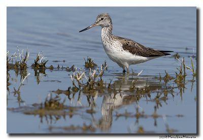 Groenpootruiter - Greenshank