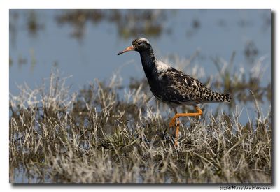 Kemphaan - Ruff