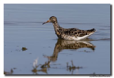 Kemphaan - Ruff