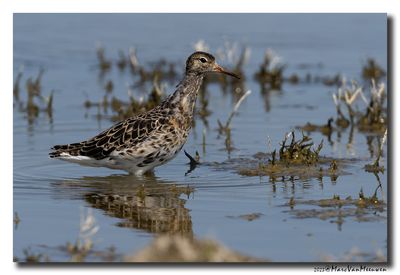Kemphaan - Ruff