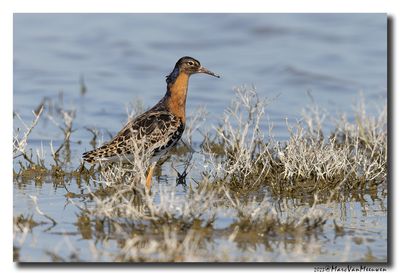 Kemphaan - Ruff