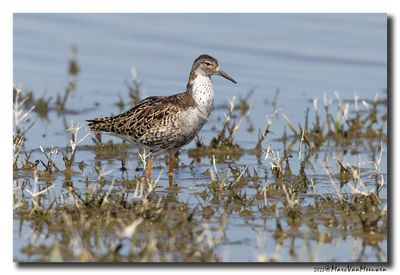 Kemphaan - Ruff