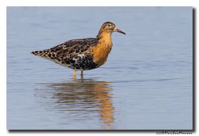 Kemphaan - Ruff