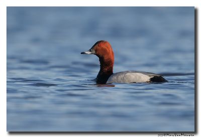 Tafeleend - Pochard