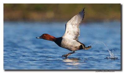 Tafeleend - Pochard
