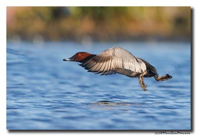 Tafeleend - Pochard