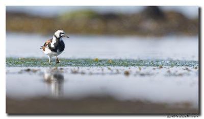 Steenloper - Ruddy Turnstone