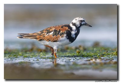 Steenloper - Ruddy Turnstone