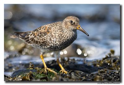 Paarse Strandloper - Purple Sandpiper