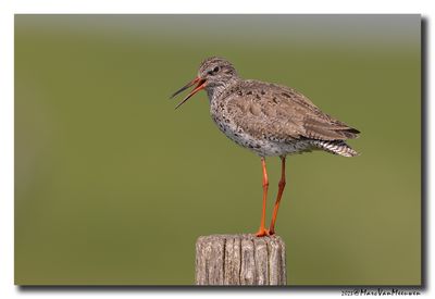 Tureluur - Redshank
