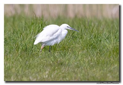 Kleine Zilverreiger - Little Egret