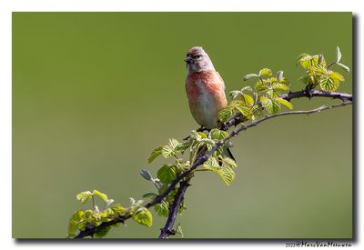 Kneu - Linnet