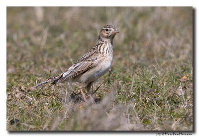 Veldleeuwerik - Skylark