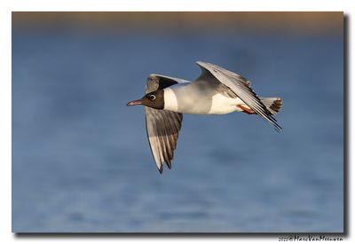 Kokmeeuw - Black-headed Gull