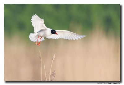 Zwartkopmeeuw - Mediterranean Gull