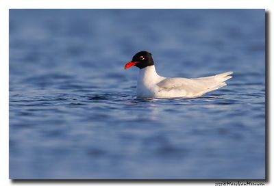 Zwartkopmeeuw - Mediterranean Gull