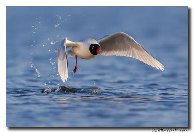 Zwartkopmeeuw - Mediterranean Gull