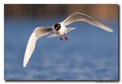Zwartkopmeeuw - Mediterranean Gull