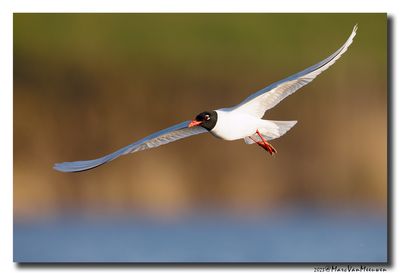 Zwartkopmeeuw - Mediterranean Gull