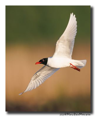 Zwartkopmeeuw - Mediterranean Gull