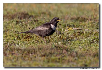 Beflijster - Ring Ouzel