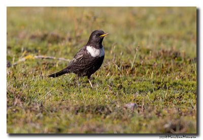 Beflijster - Ring Ouzel