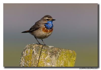 Blauwborst - Bluethroat