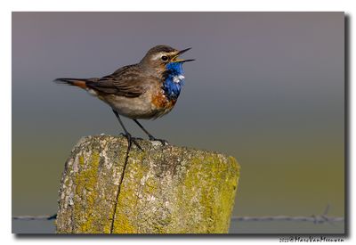 Blauwborst - Bluethroat