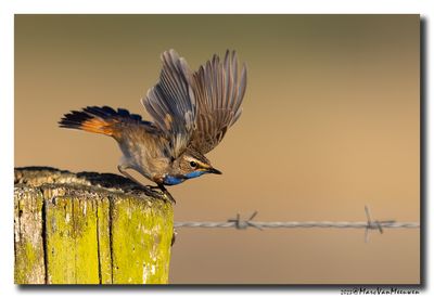Blauwborst - Bluethroat