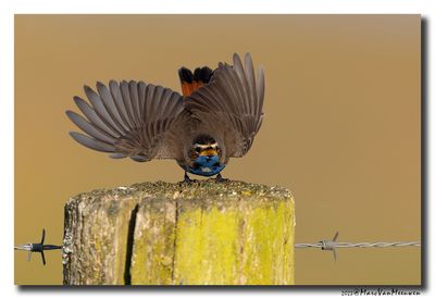Blauwborst - Bluethroat