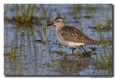 Bosruiter - Wood Sandpiper