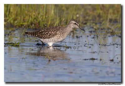 Bosruiter - Wood Sandpiper