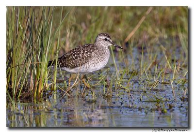 Bosruiter - Wood Sandpiper