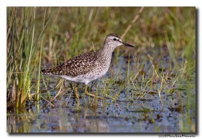 Bosruiter - Wood Sandpiper