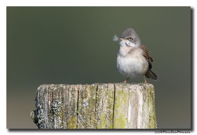 Grasmus - Whitethroat