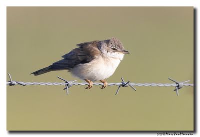 Grasmus - Whitethroat