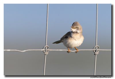 Grasmus - Whitethroat