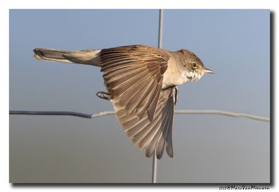 Grasmus - Whitethroat