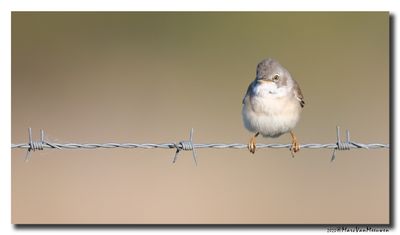 Grasmus - Whitethroat