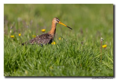 Grutto - Black-tailed Godwit