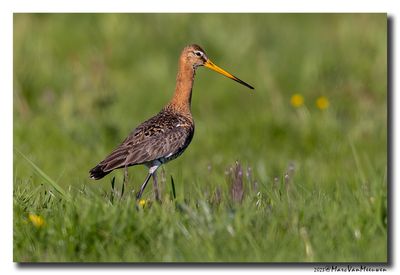 Grutto - Black-tailed Godwit