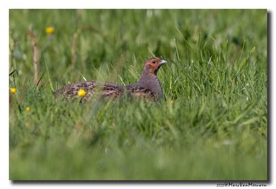Patrijs - Grey Partridge