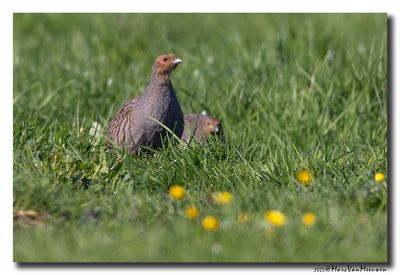 Patrijs - Grey Partridge