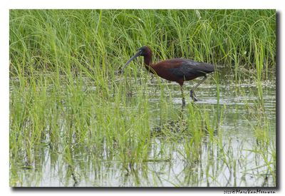 Glossy ibis